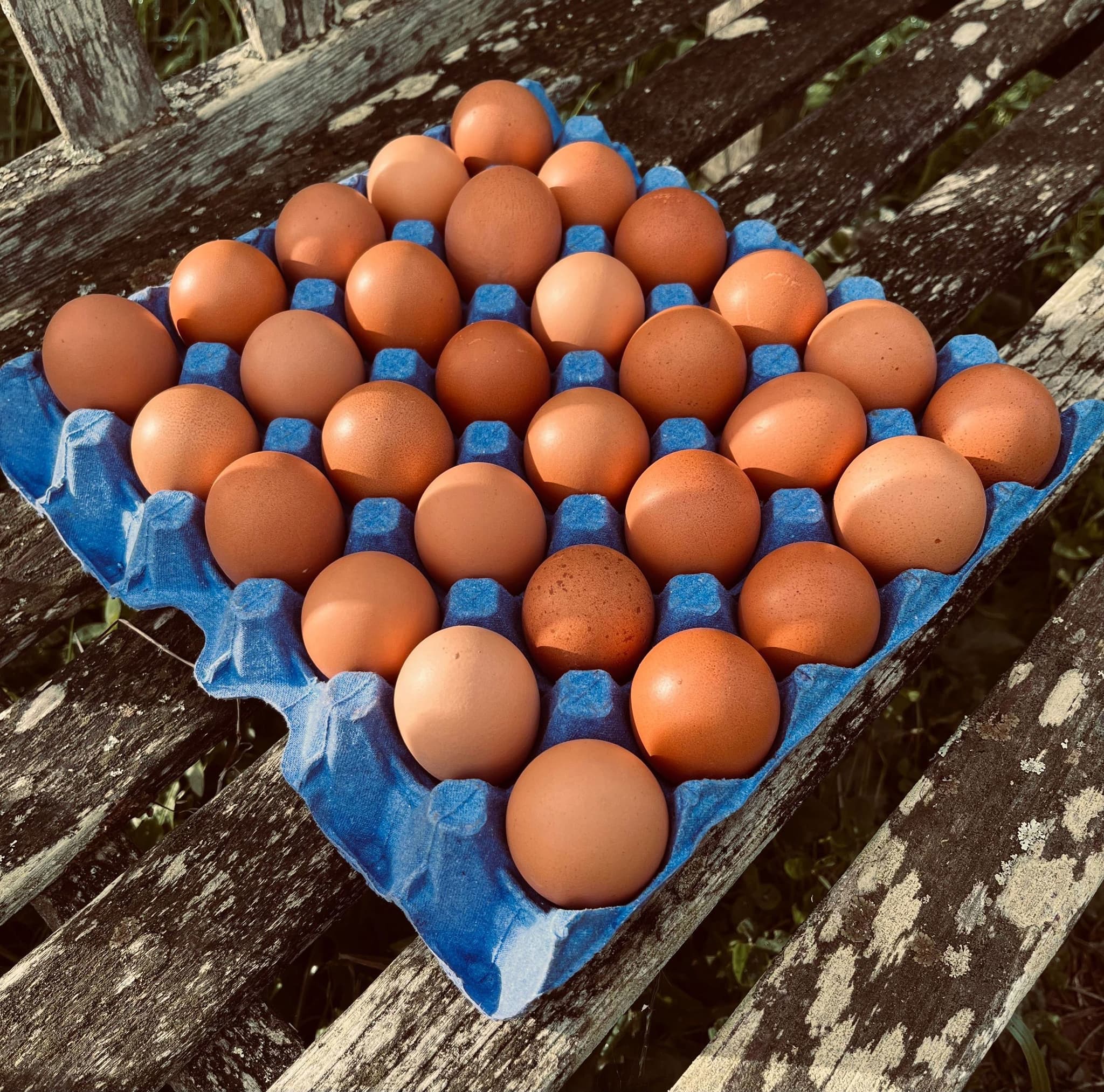 Eggs, tray