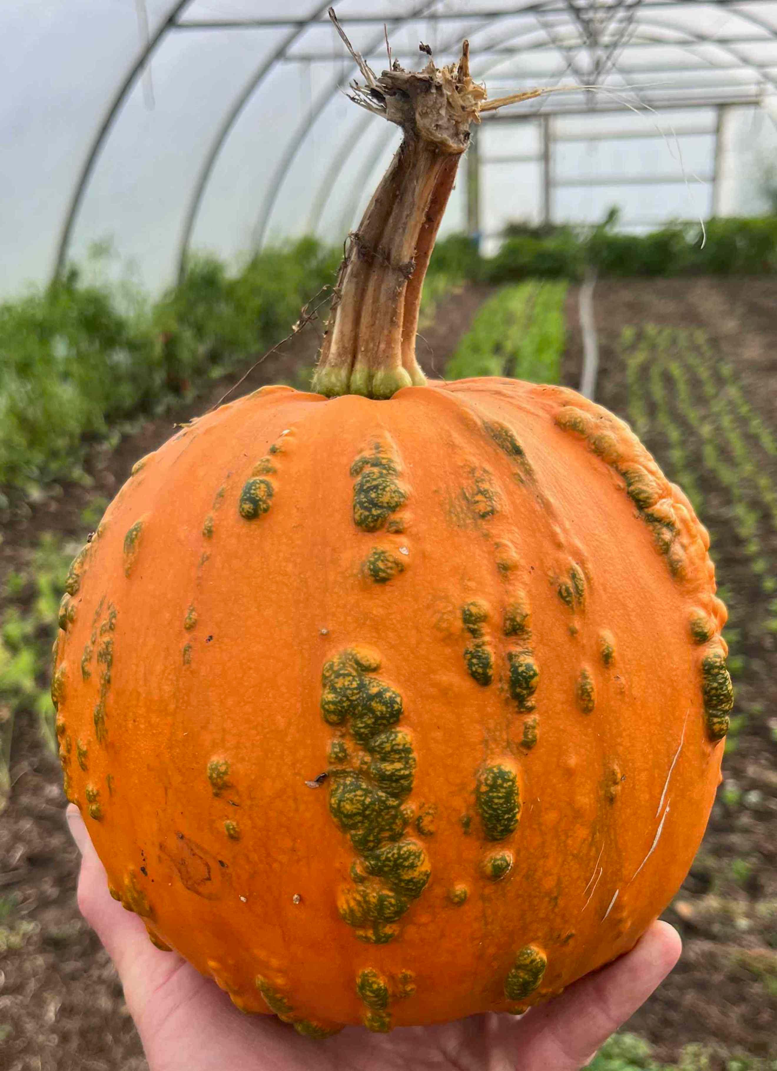 Pumpkin, knobbly carver